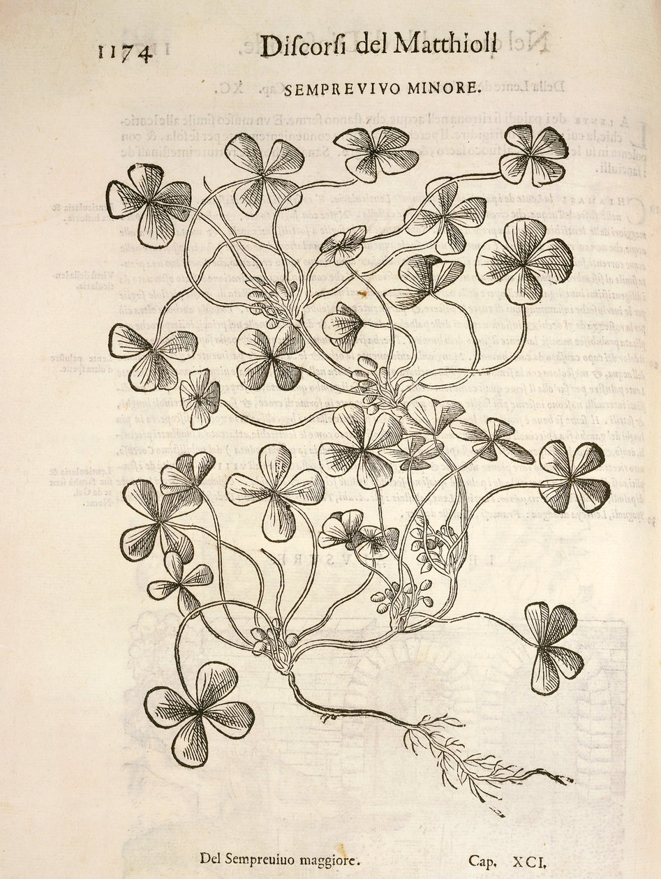 Joubarbe (Semprevivo minore), gravure par Pier Andrea Mattioli - Pietro Andrea Mattioli