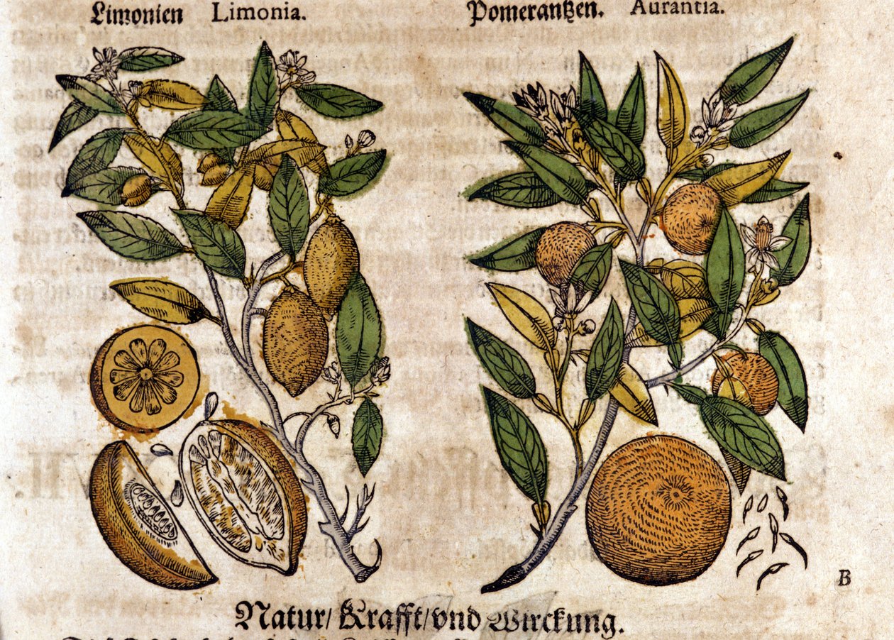 Les agrumes. Oranger et citronnier. Gravure - dans « Kreutterbuch Dess Hochgelehrten unnd weitberuhmten Herrn D. Petri Andreae Matthioli » de Pietro Andrea Mattioli. Francfort - Pietro Andrea Mattioli