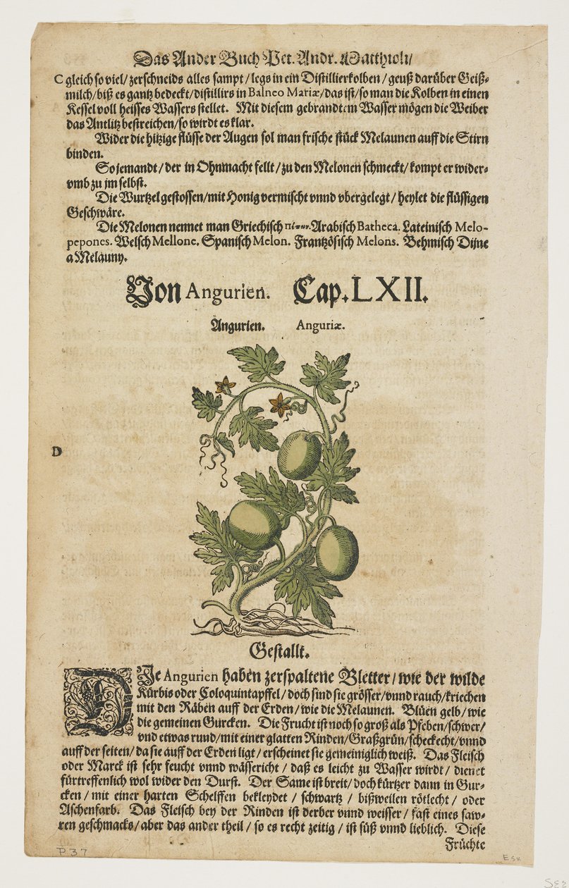 Von Angurien, extrait de Commentarii in Sex Libros Pedacii Dioscoridis - Pietro Andrea Mattioli