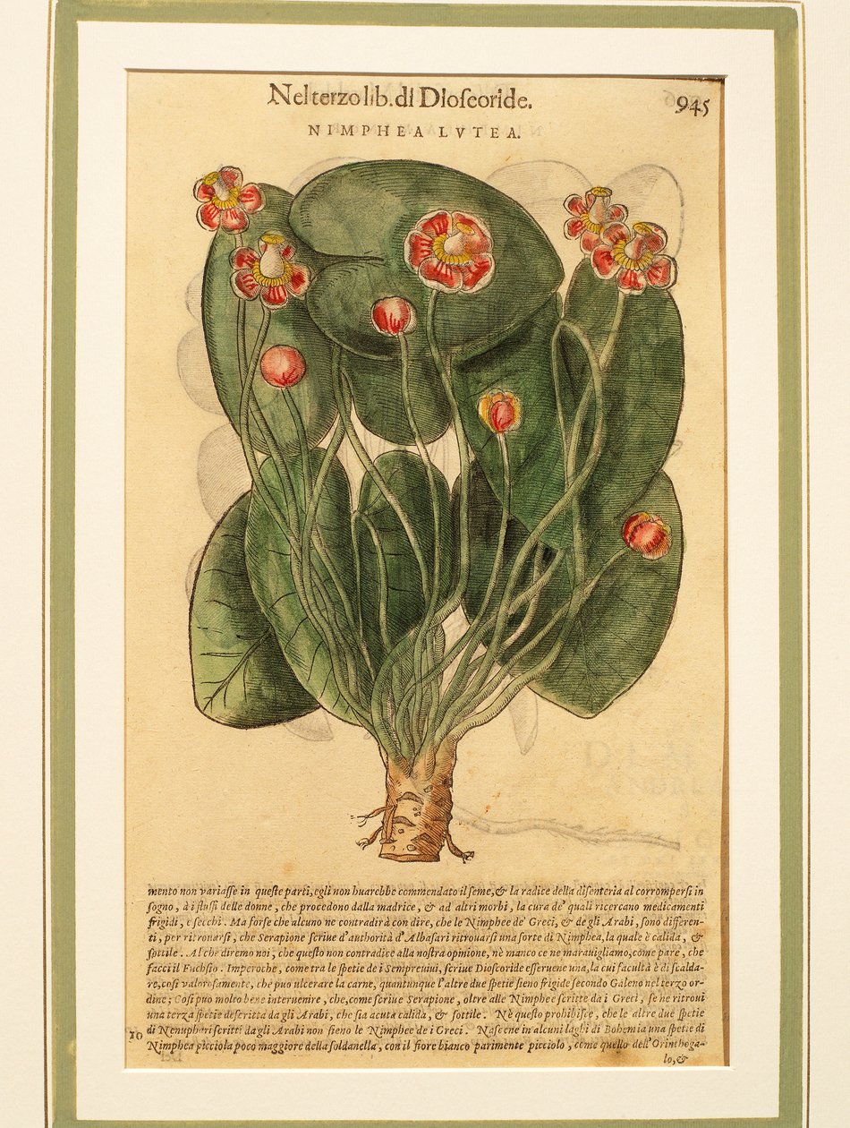 Nénuphar jaune (Nymphaea lutea) - Pietro Andrea Mattioli