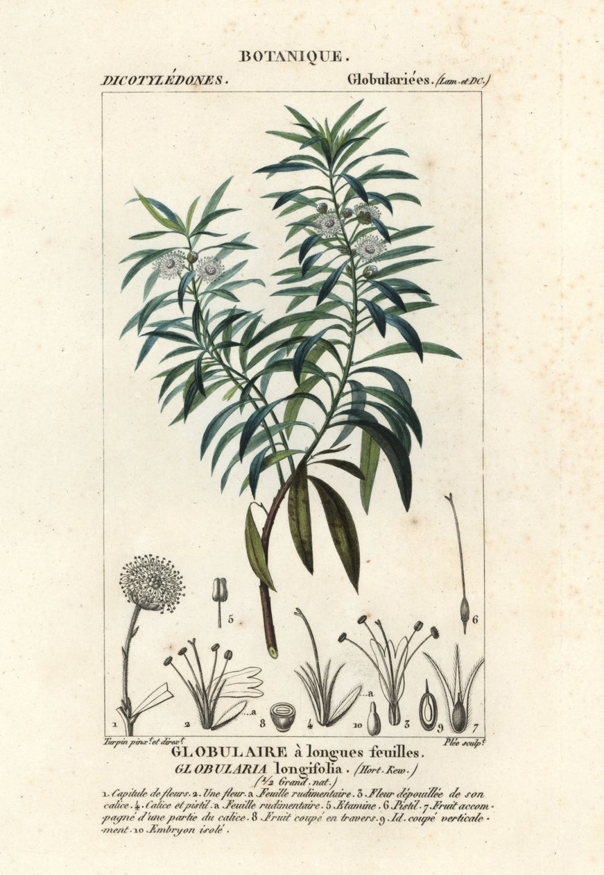 Globulaire à feuilles de saule, Globularia salicina - Plee Plee