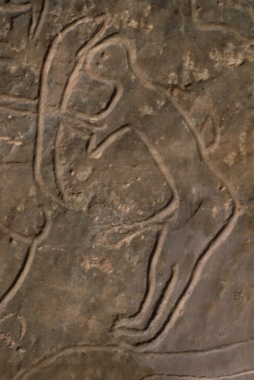 Figure humaine et tête de taureau (gravure rupestre) - Prehistoric