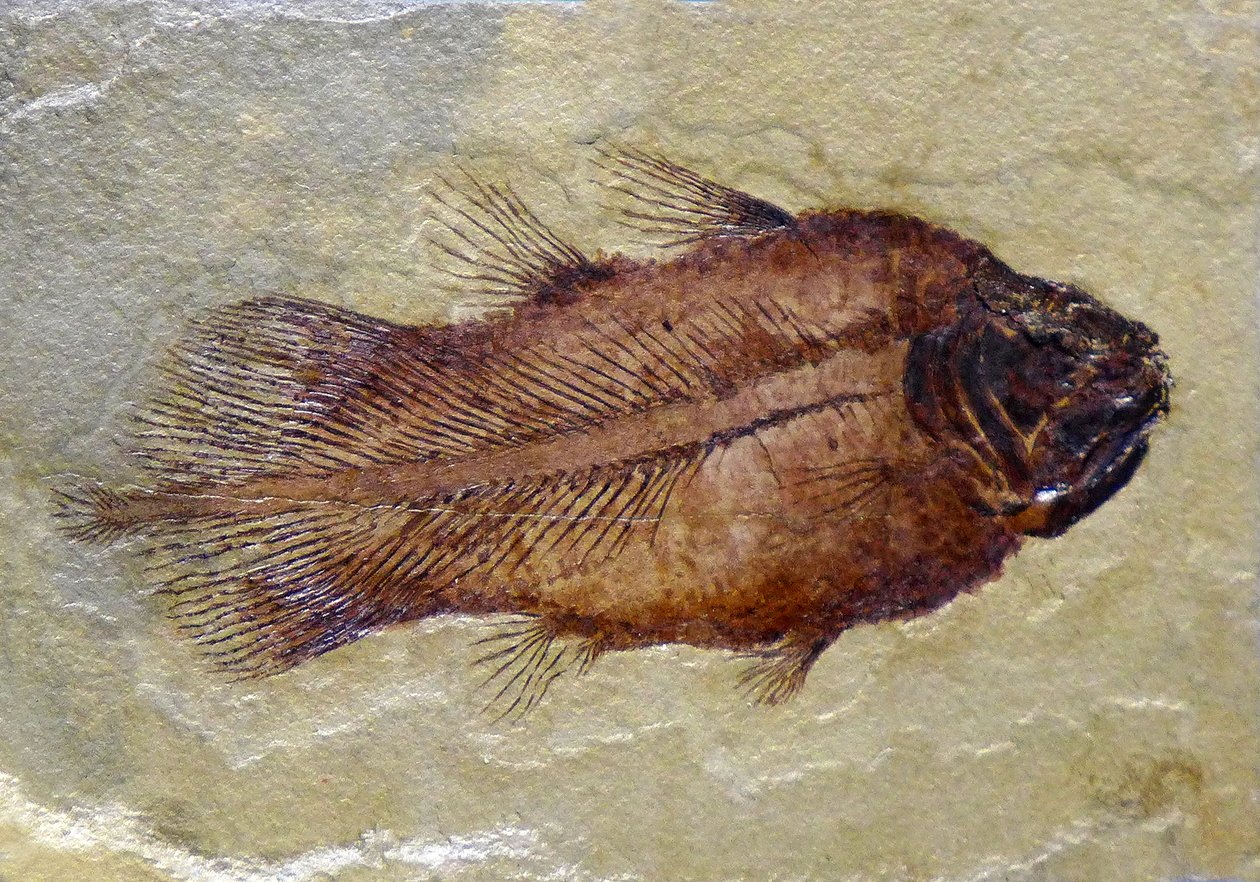 Empreinte fossile du coelacanthe du Carbonifère - Prehistoric Prehistoric