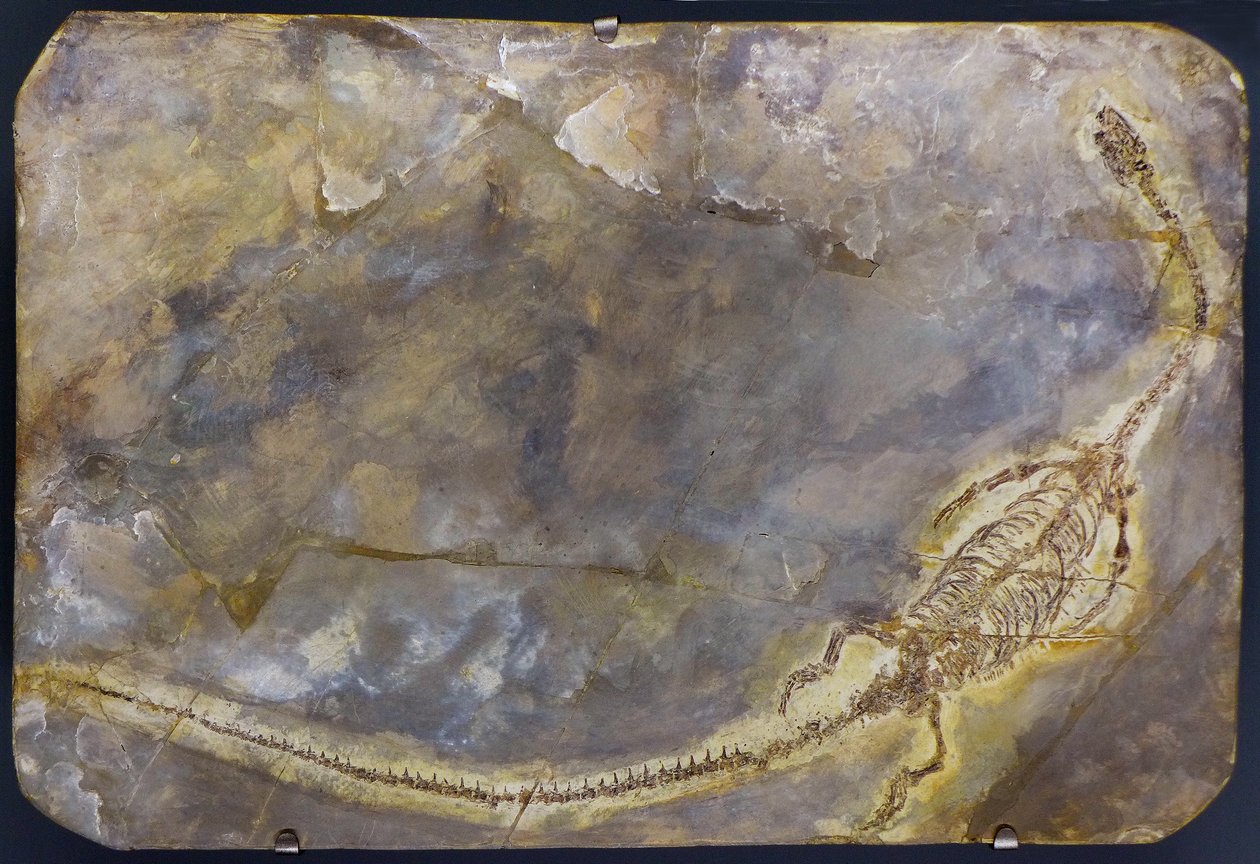 Fossile de Hyphalosaurus lingyuanensis (objet) - Prehistoric Prehistoric