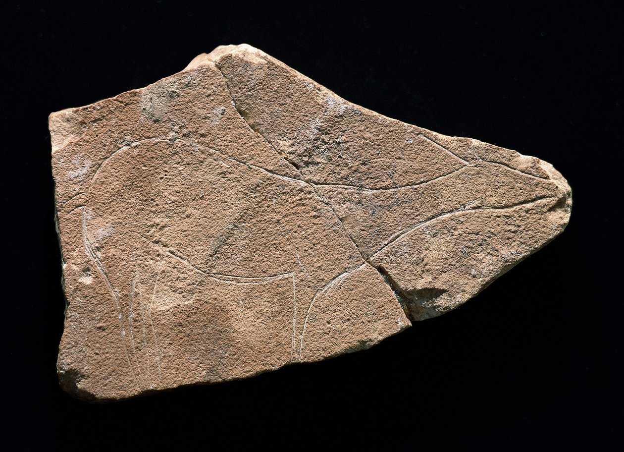Pétroglyphe représentant un cerf, grotte de Parpallo, Espagne. Paléolithique supérieur, Solutréen - Prehistoric Prehistoric