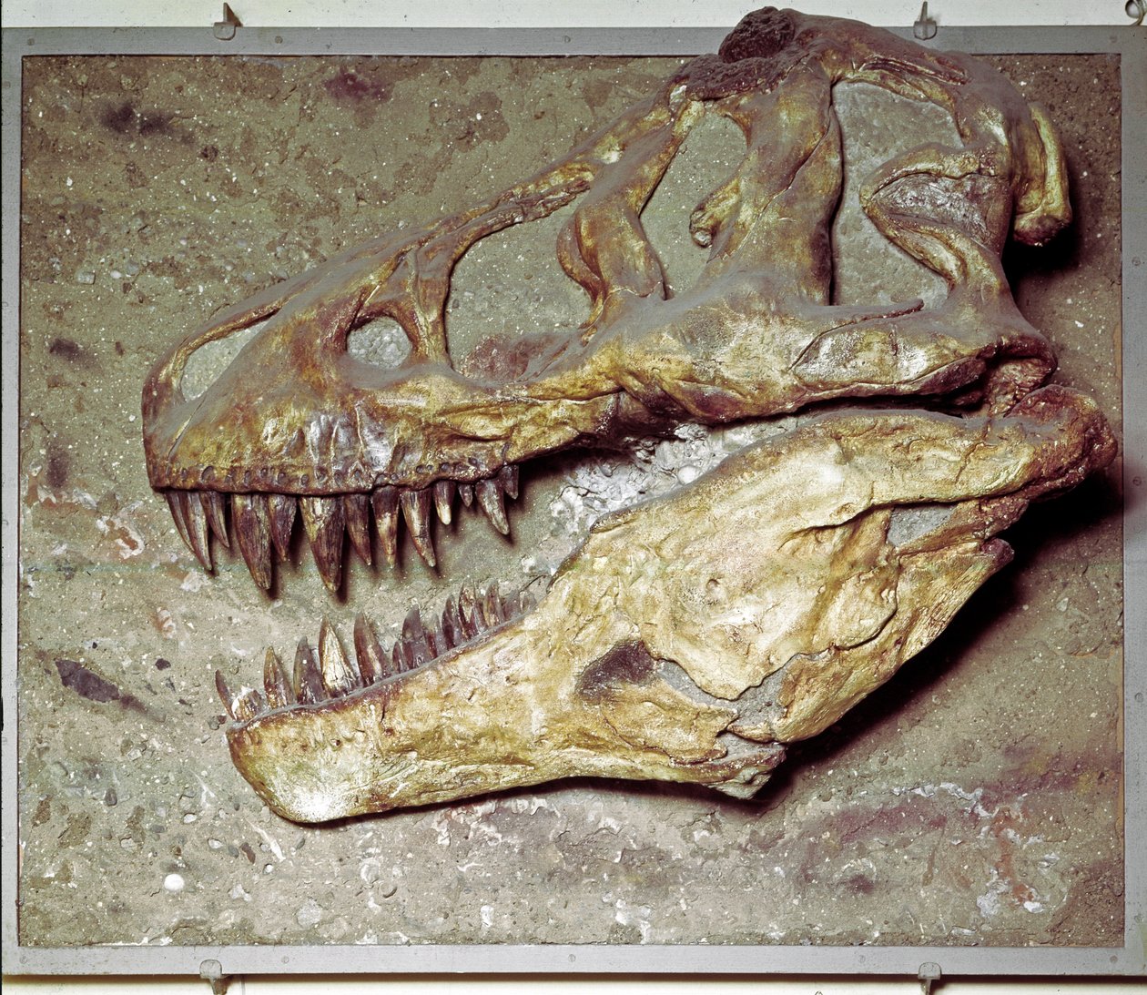 Tête De Squelette De T Rex — free download