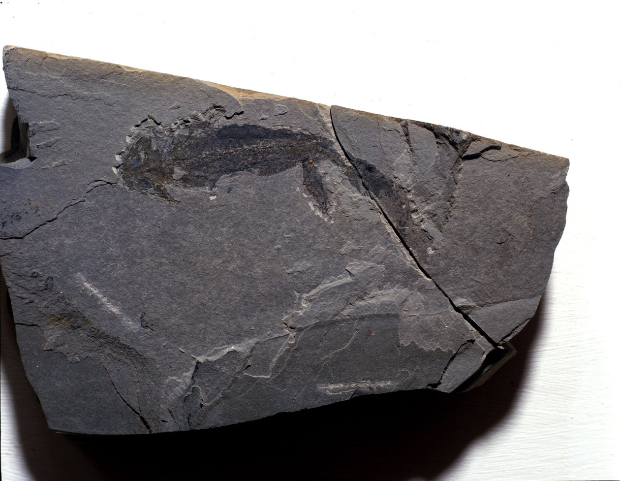 Préhistoire : période permienne, ère paléozoïque. Fossile de Branchiosaurus (Brachiopode). Trouvé à Rotliegen en Allemagne - Prehistoric Prehistoric