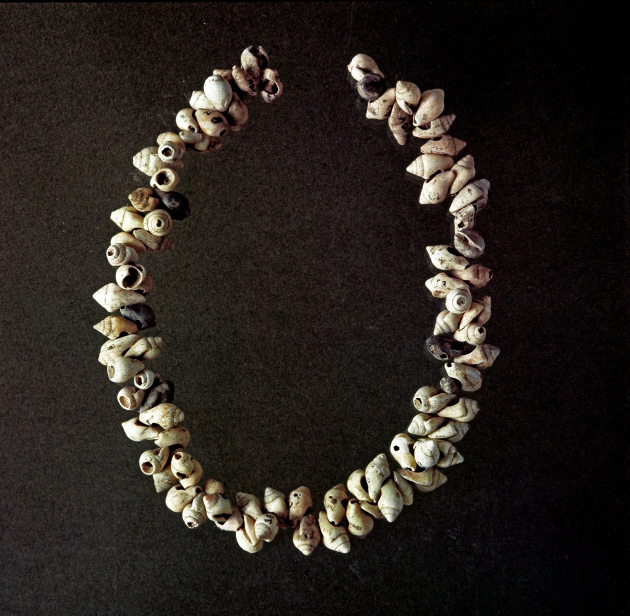 Préhistoire, Âge de pierre : collier de coquillages de la grotte de Polesine, Vénétie. Néolithique moyen. Rome, Museo Nazionale Preistorico Etnografico Luigi Pigorini - Prehistoric Prehistoric