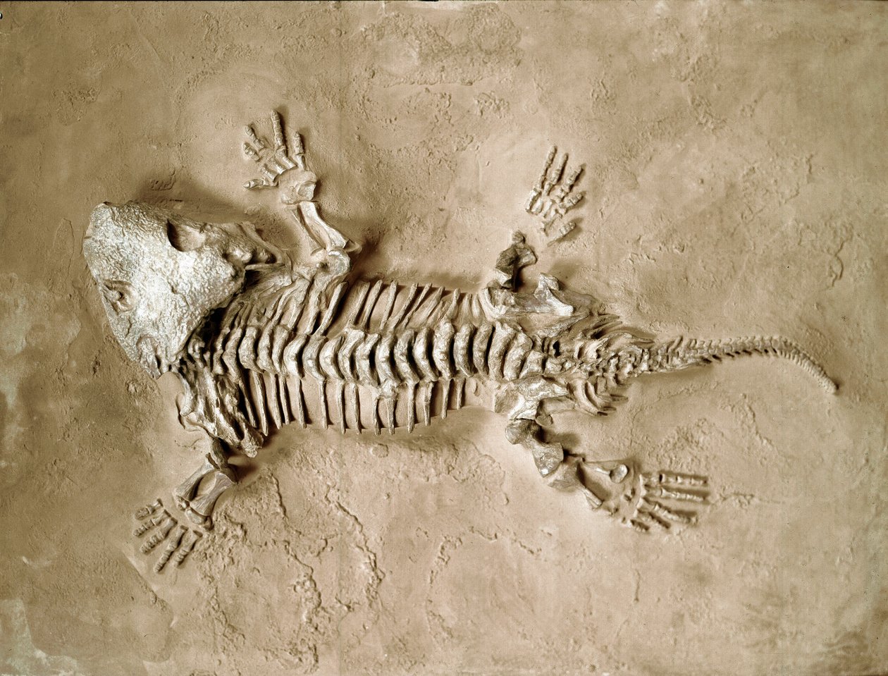 Préhistoire : fossile de Seymouria Bayolorensis, reptile amphibien du Texas aux États-Unis. Période Permienne. Museo civico di storia naturale, Milan - Prehistoric Prehistoric