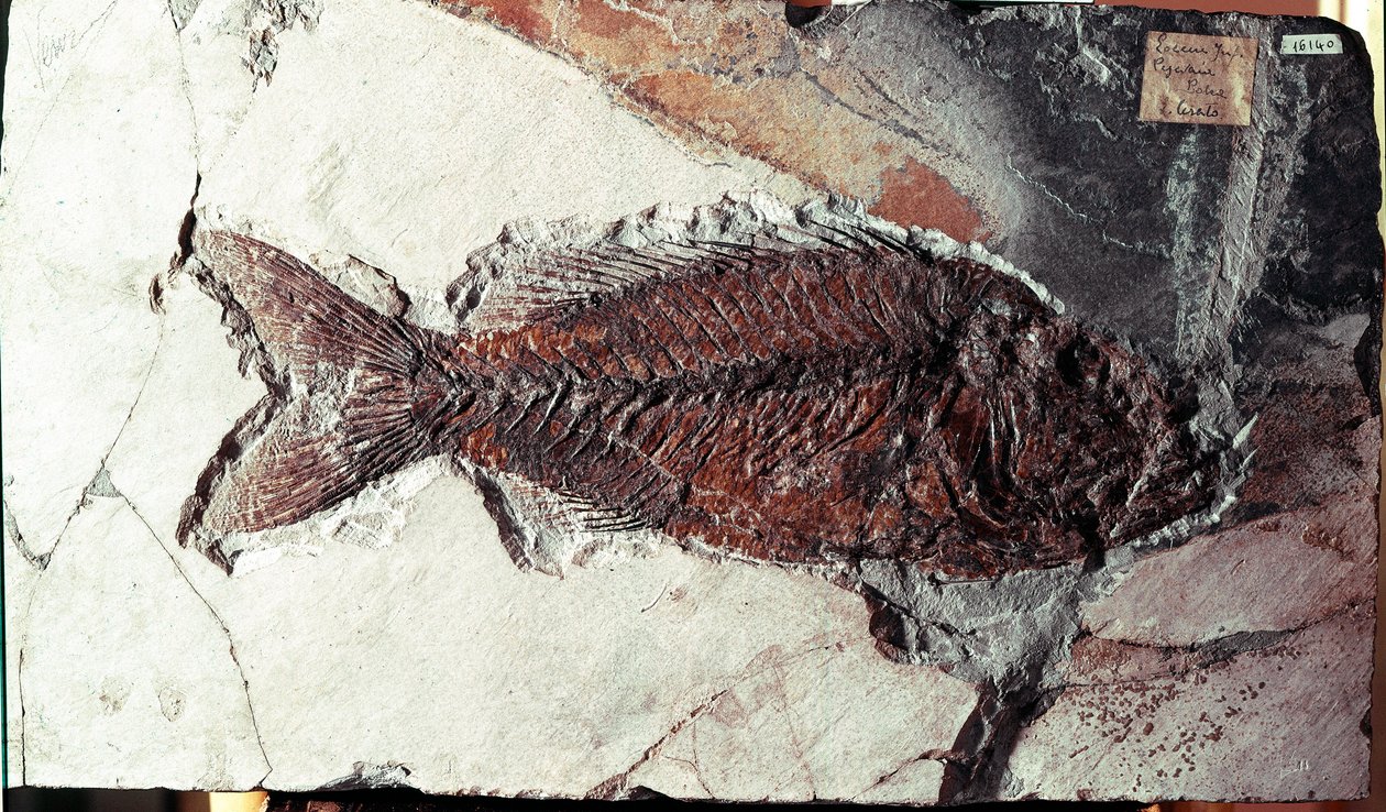 Préhistoire : fossile de poisson Sparnodus Elongatus du site du Mont Bolca (Italie). Période éocène. Museo civico di storia naturale, Milan - Prehistoric Prehistoric