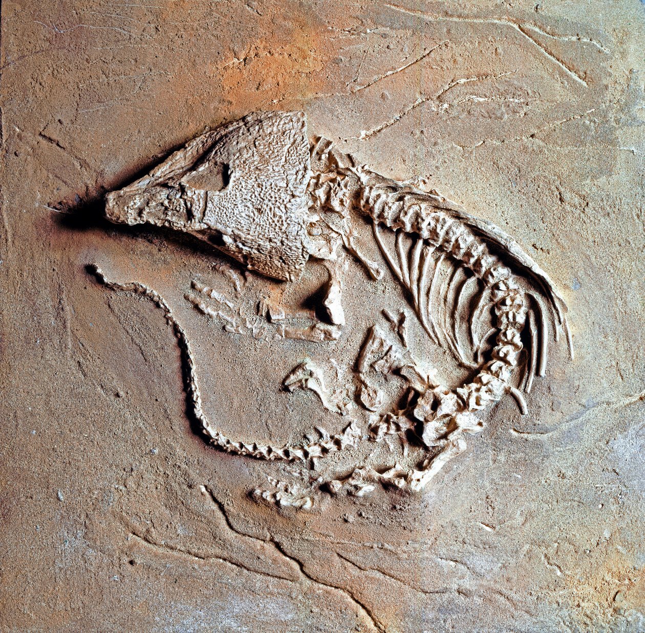 Préhistoire : fossile de reptile Labodosaurus hamatus du Texas - Prehistoric Prehistoric