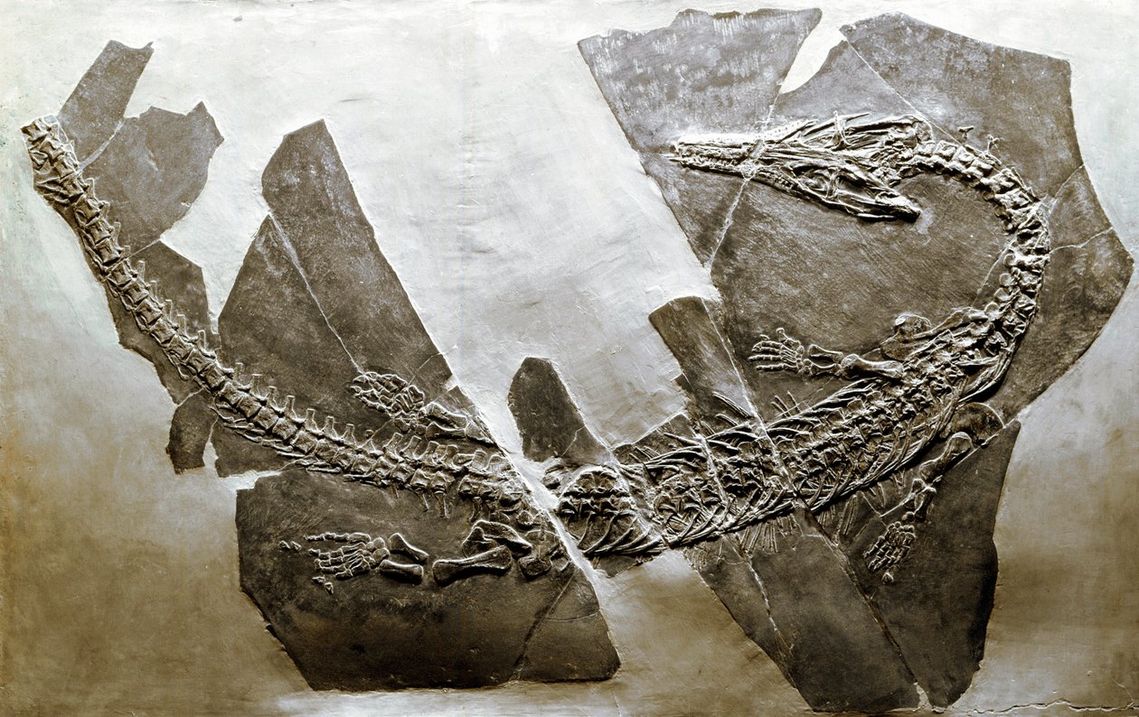 Préhistoire : fossile du reptile aquatique Askeptosaurus italicus de Besano (Italie) - Prehistoric Prehistoric