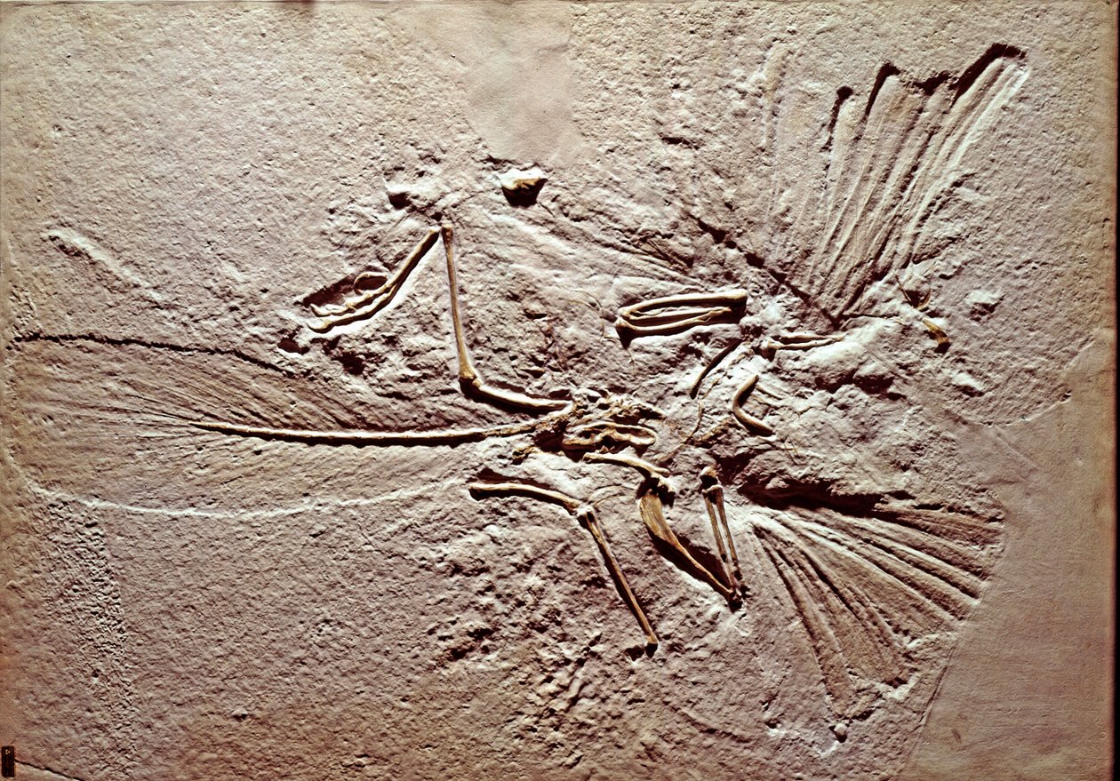 Préhistoire : fossile de l