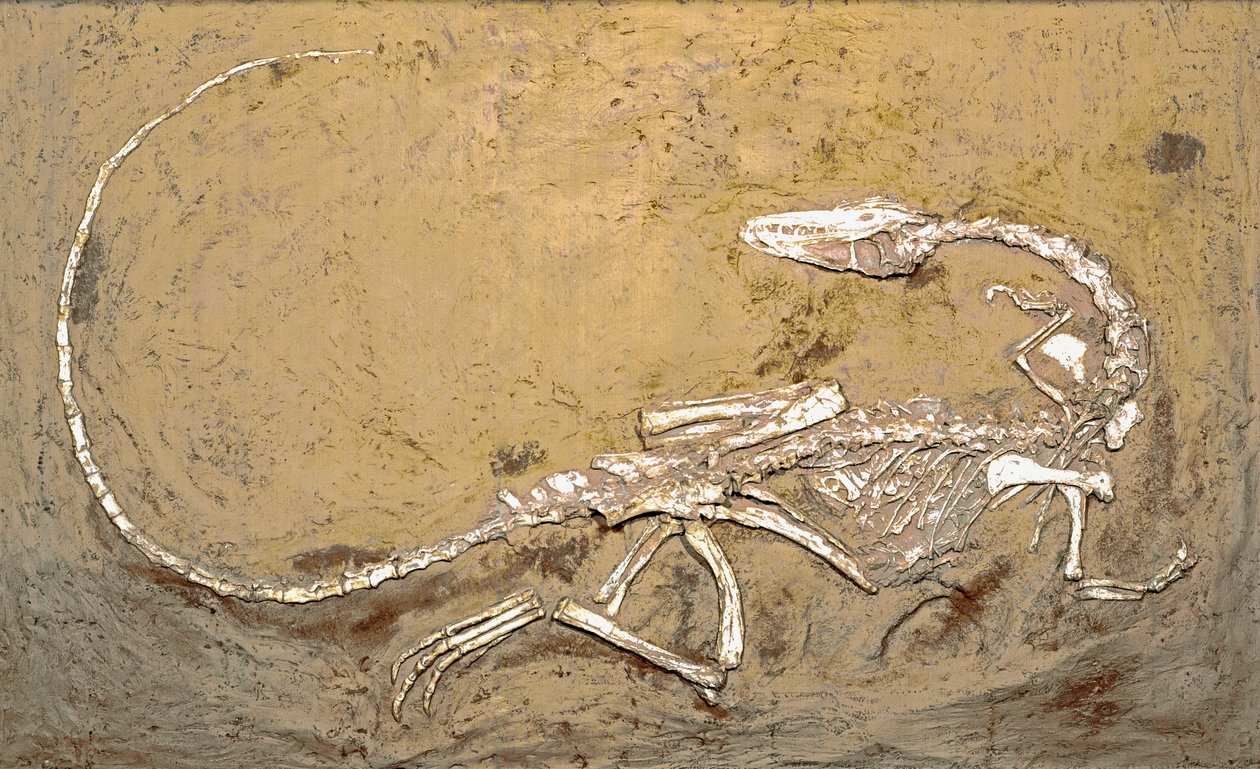 Préhistoire : fossile du dinosaure Coelophysis. Période du Trias supérieur. Museo civico di storia naturale, Milan - Prehistoric Prehistoric