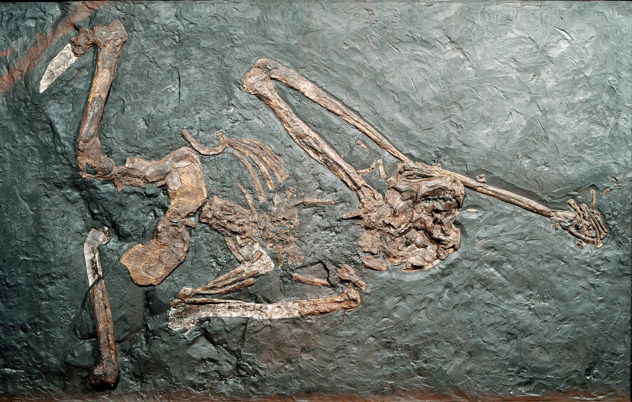 Préhistoire : fossile du grand primate Oreopithèque (Oreopithecus bambolii) du Mont Bamboli (Grosseto). Ère Miocène. Museo civico di storia naturale, Milan - Prehistoric Prehistoric