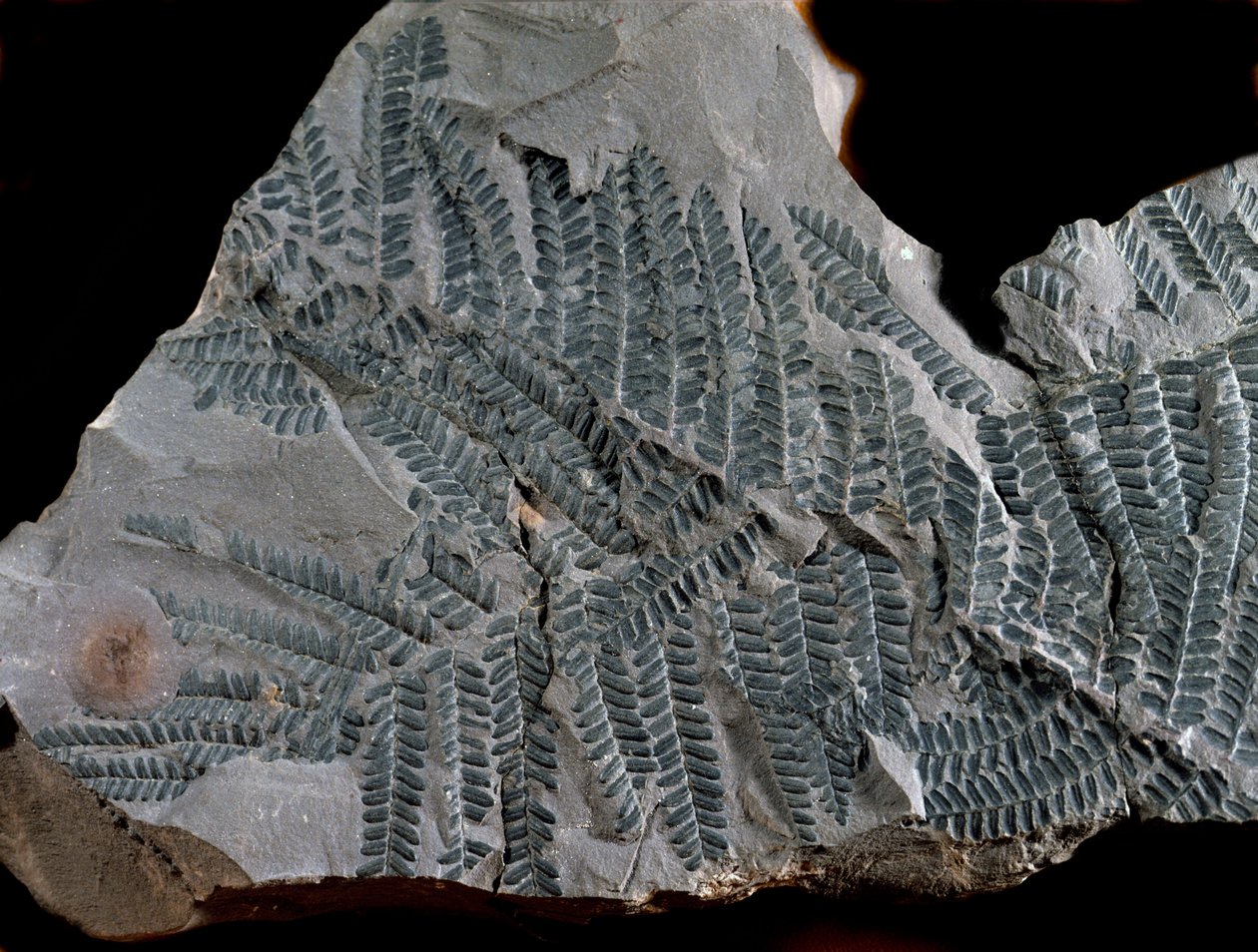 Préhistoire : période du carbonifère supérieur. Fossile d
