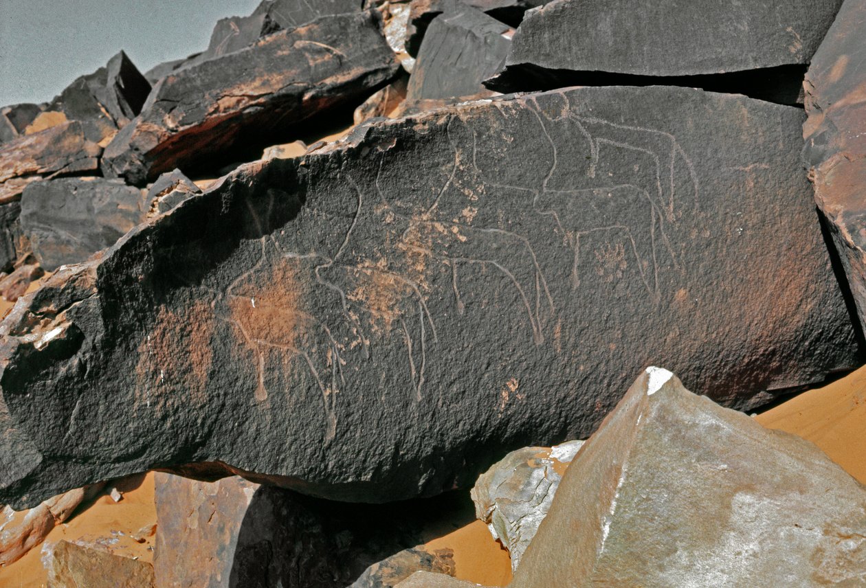 Préhistoire, art rupestre : roche gravée de la représentation de bovins. Style Tazina. Âge de pierre 5000-2000 av. J.-C. Taghit, Haut plateau du Hoggar (Ahaggar), Algérie - Prehistoric Prehistoric