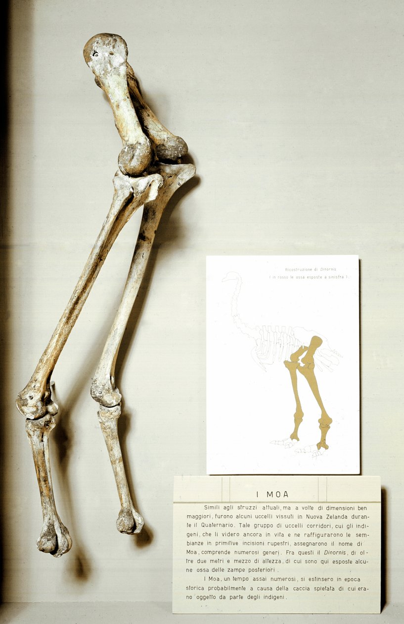 Préhistoire : squelette des pattes de Moa Dinornis, oiseaux fossiles géants de Nouvelle-Zélande qui ne volent pas - Prehistoric Prehistoric