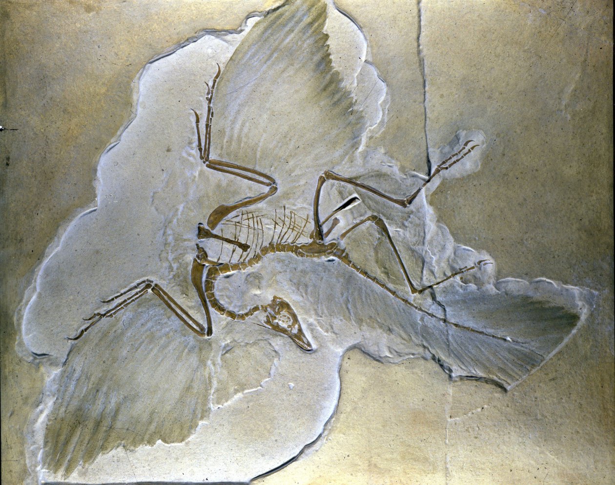 Les oiseaux primitifs étaient appelés Archaeopteryx. Des fossiles complets ont été trouvés en Bavière, dans les schistes du Jurassique supérieur - Prehistoric Prehistoric