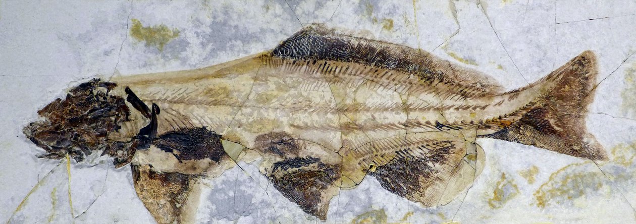Empreinte fossile d