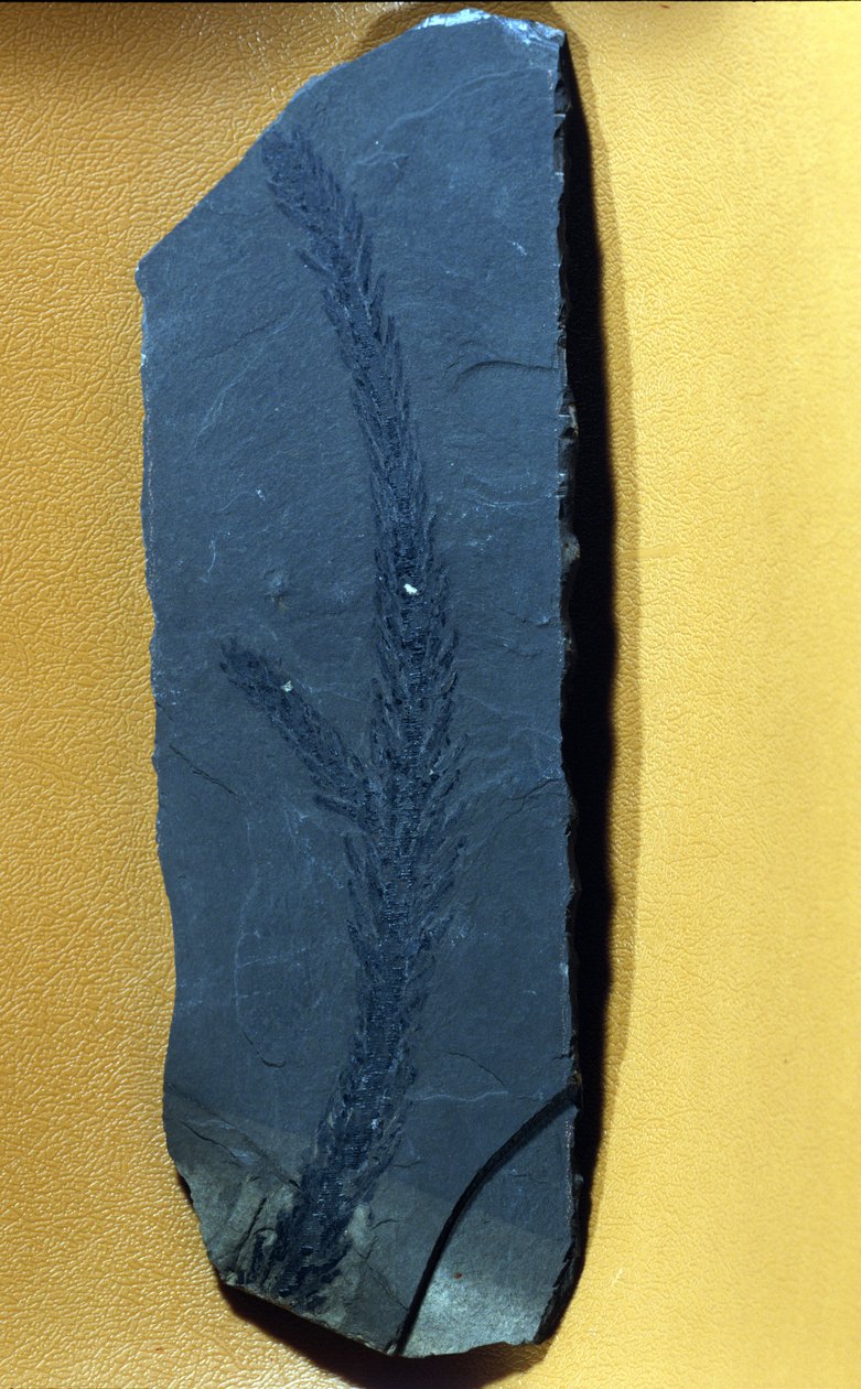 Préhistoire : Glyptolepsis keuperiana, fossile de conifère du trias supérieur, ère mésozoïque - Prehistoric Prehistoric