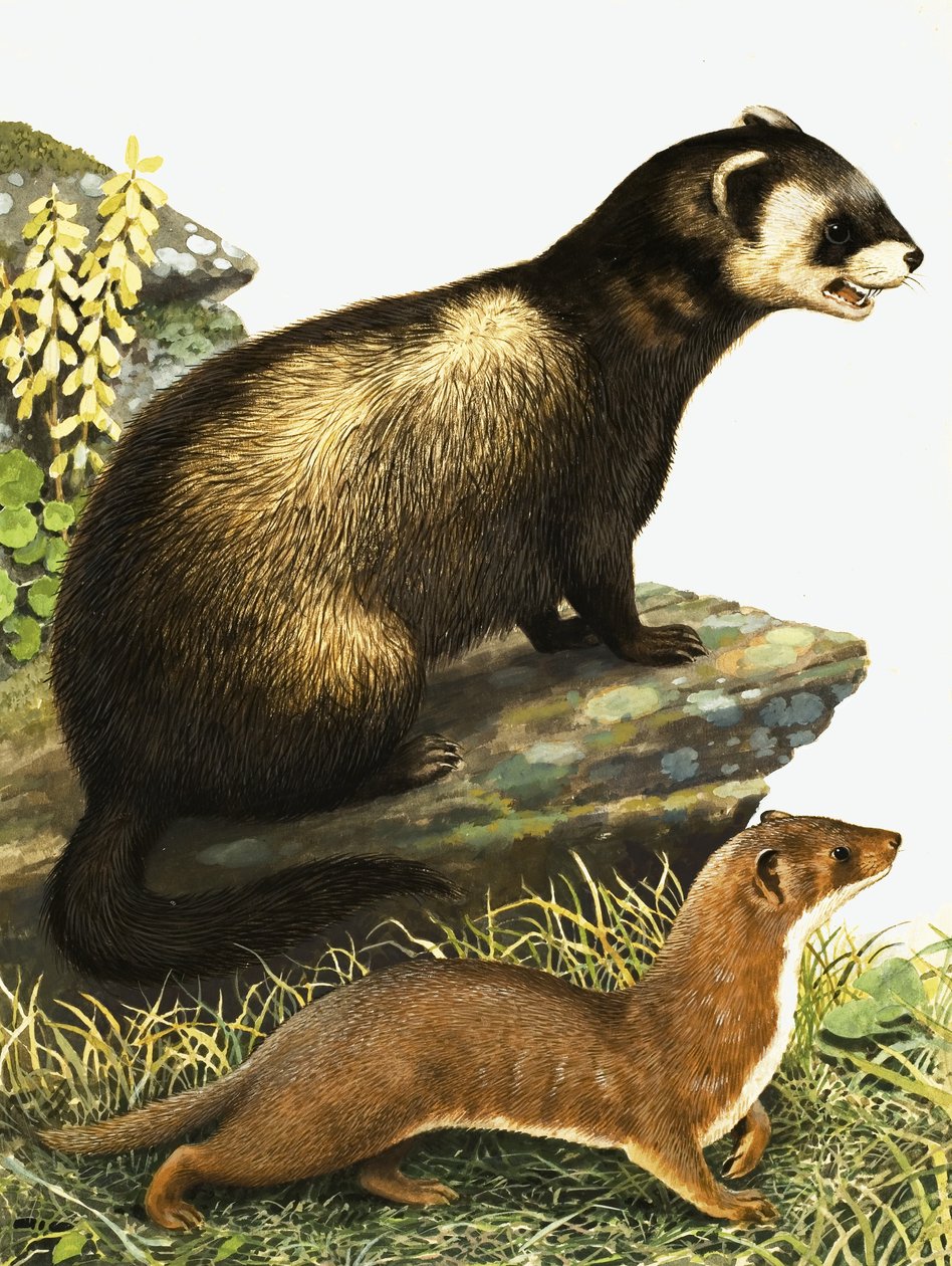 Putois et hermine - R.B. Davis