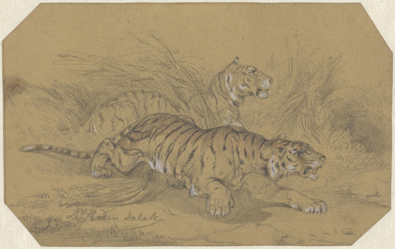 Deux tigres rampant dans l