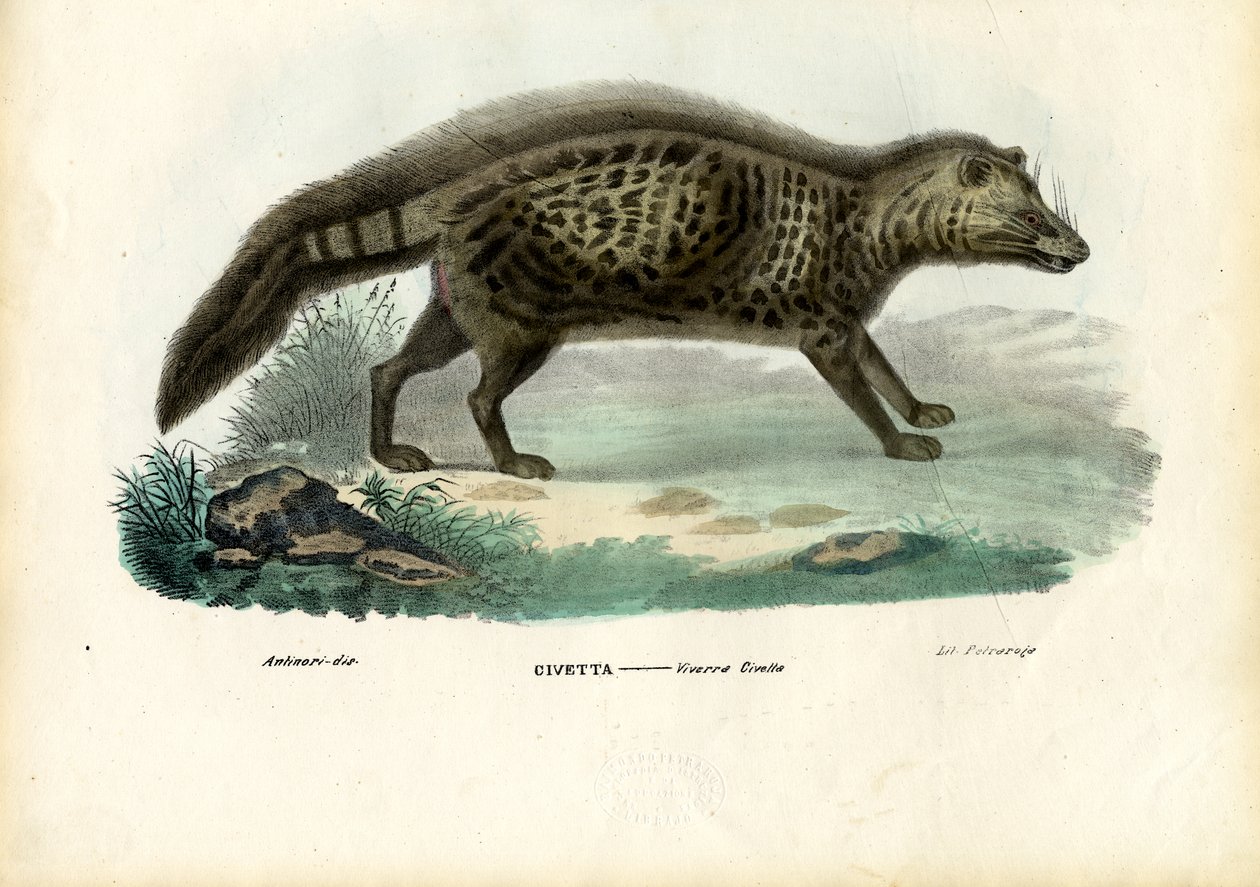 Civette africaine, 1863-79 - Raimundo Petraroja