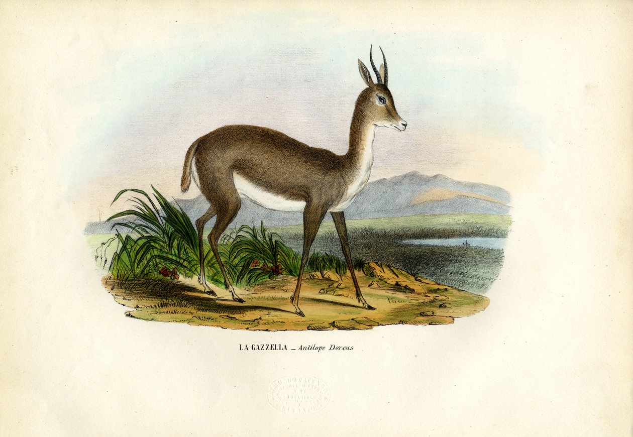 Gazelle arabe, 1863-79 - Raimundo Petraroja