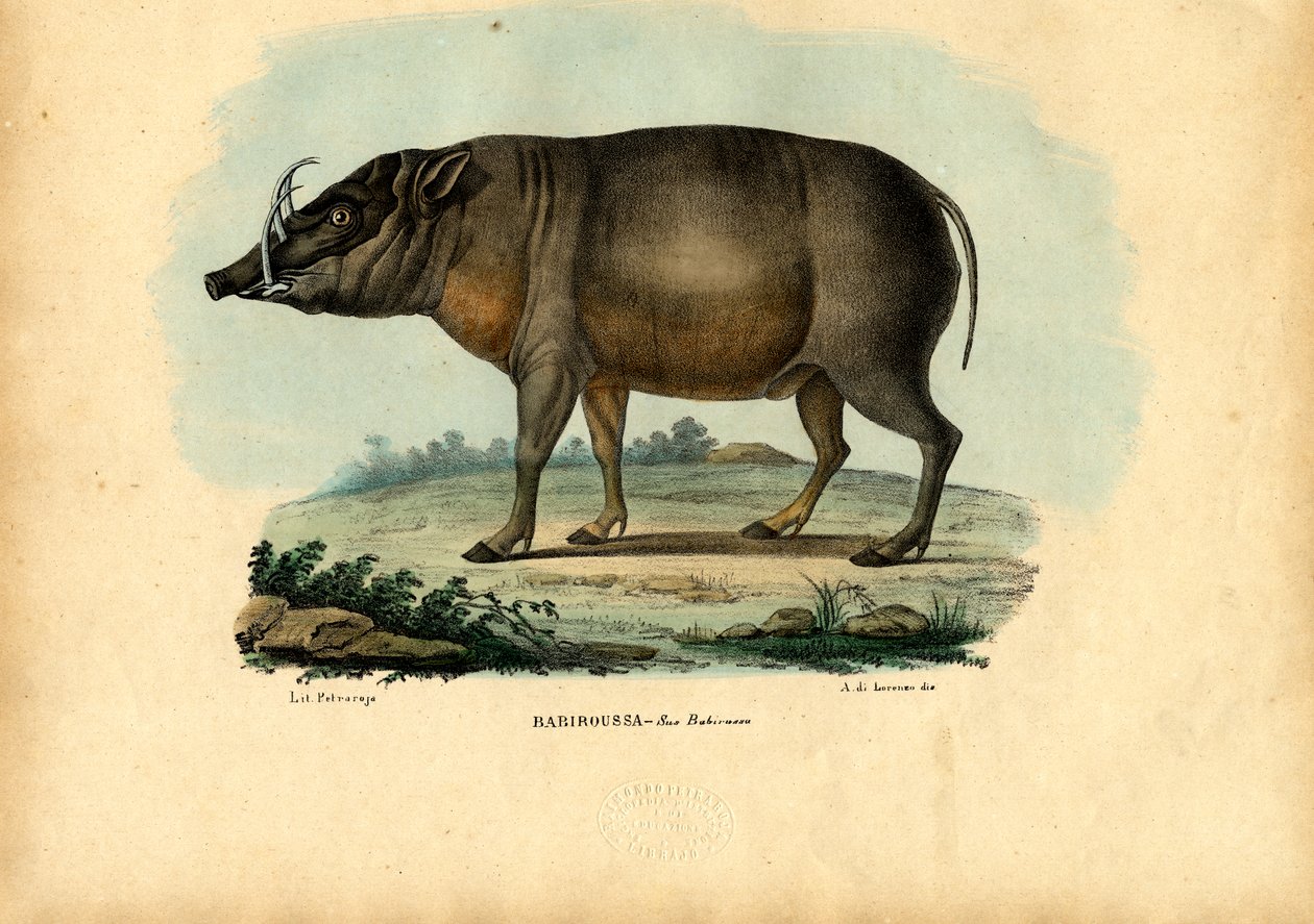 Babirusa, 1863-79 - Raimundo Petraroja