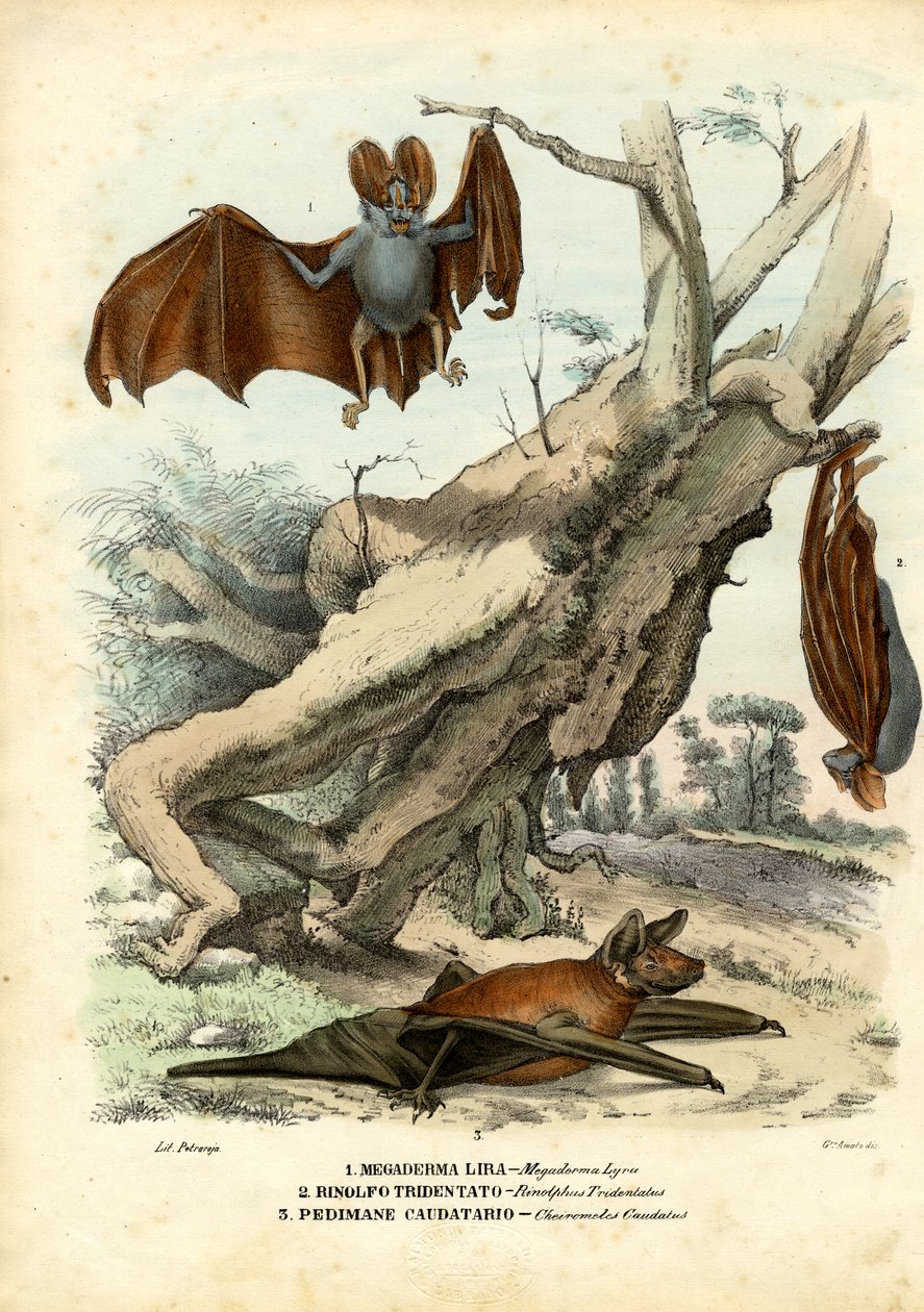 Chauves-souris, 1863-79 - Raimundo Petraroja