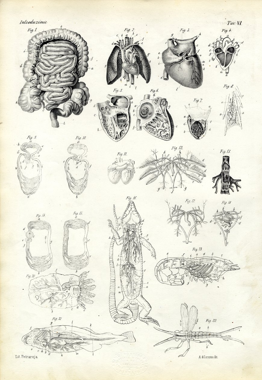 Système sanguin, 1863-79 - Raimundo Petraroja