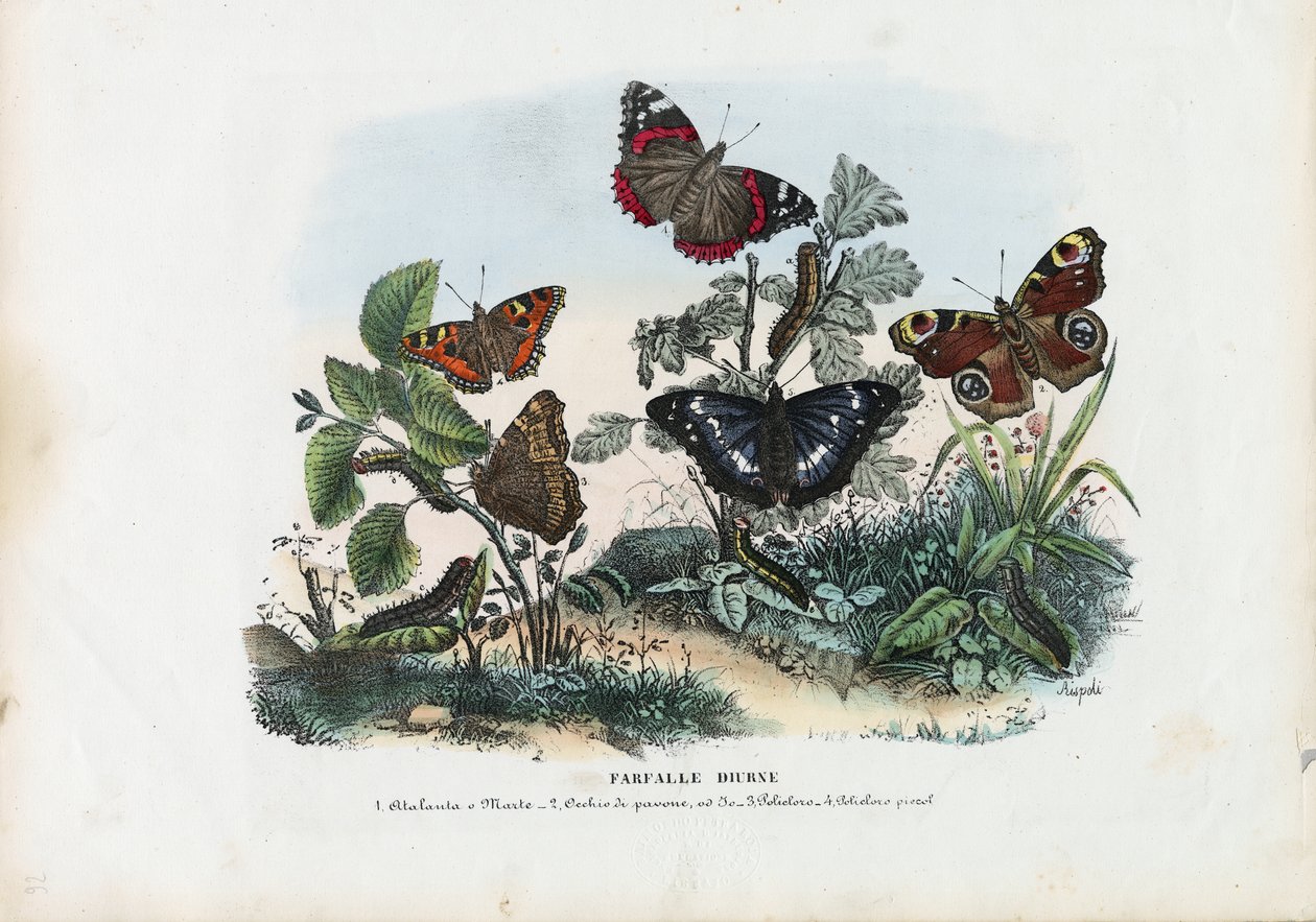 Papillons, 1863-79 - Raimundo Petraroja