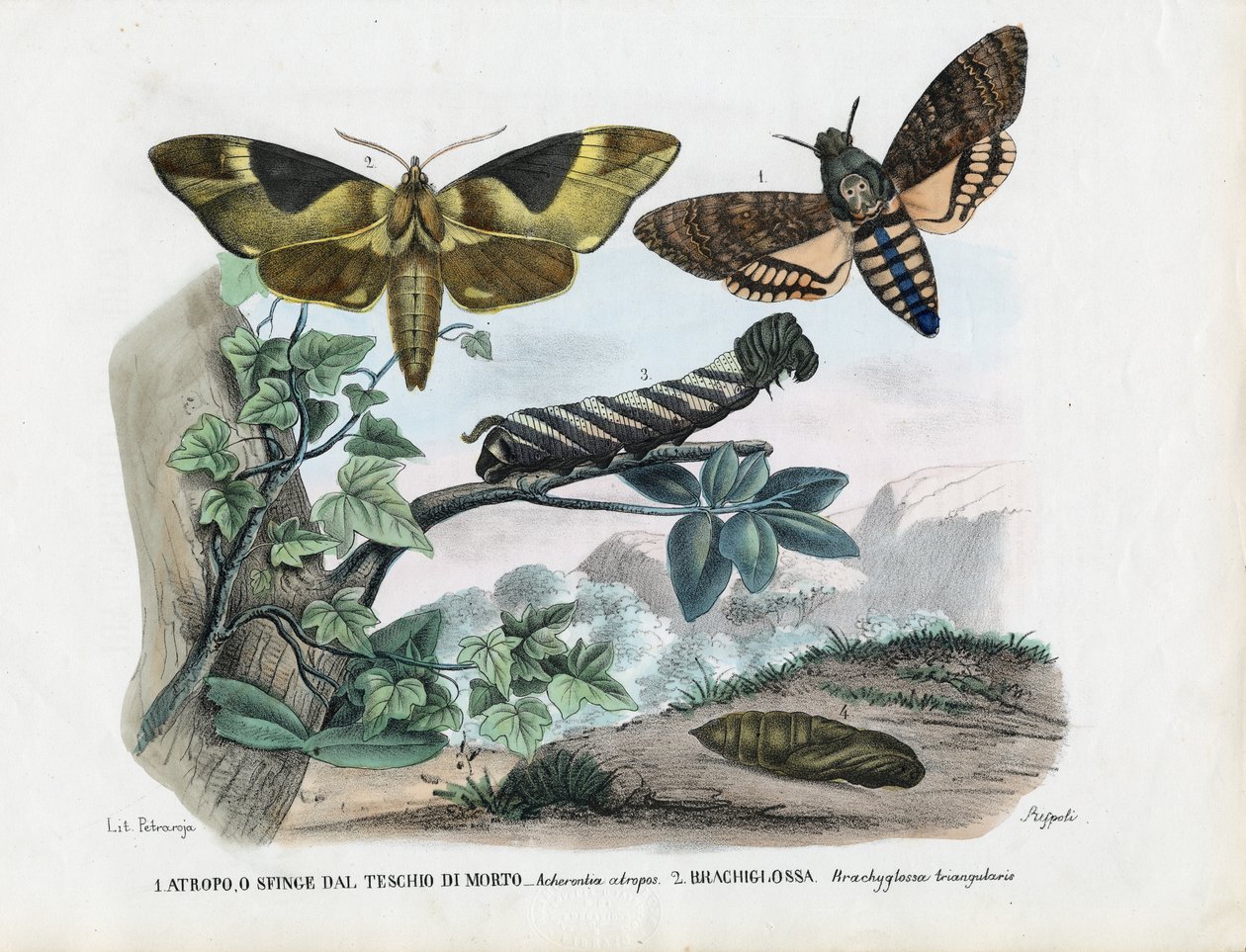 Papillons, 1863-79 - Raimundo Petraroja