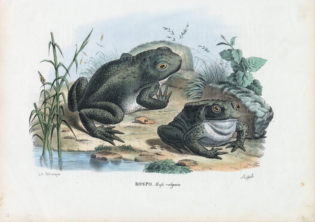 Crapaud commun, 1863-79 - Raimundo Petraroja