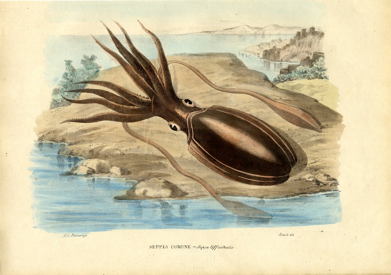 Seiche, 1863-79 - Raimundo Petraroja