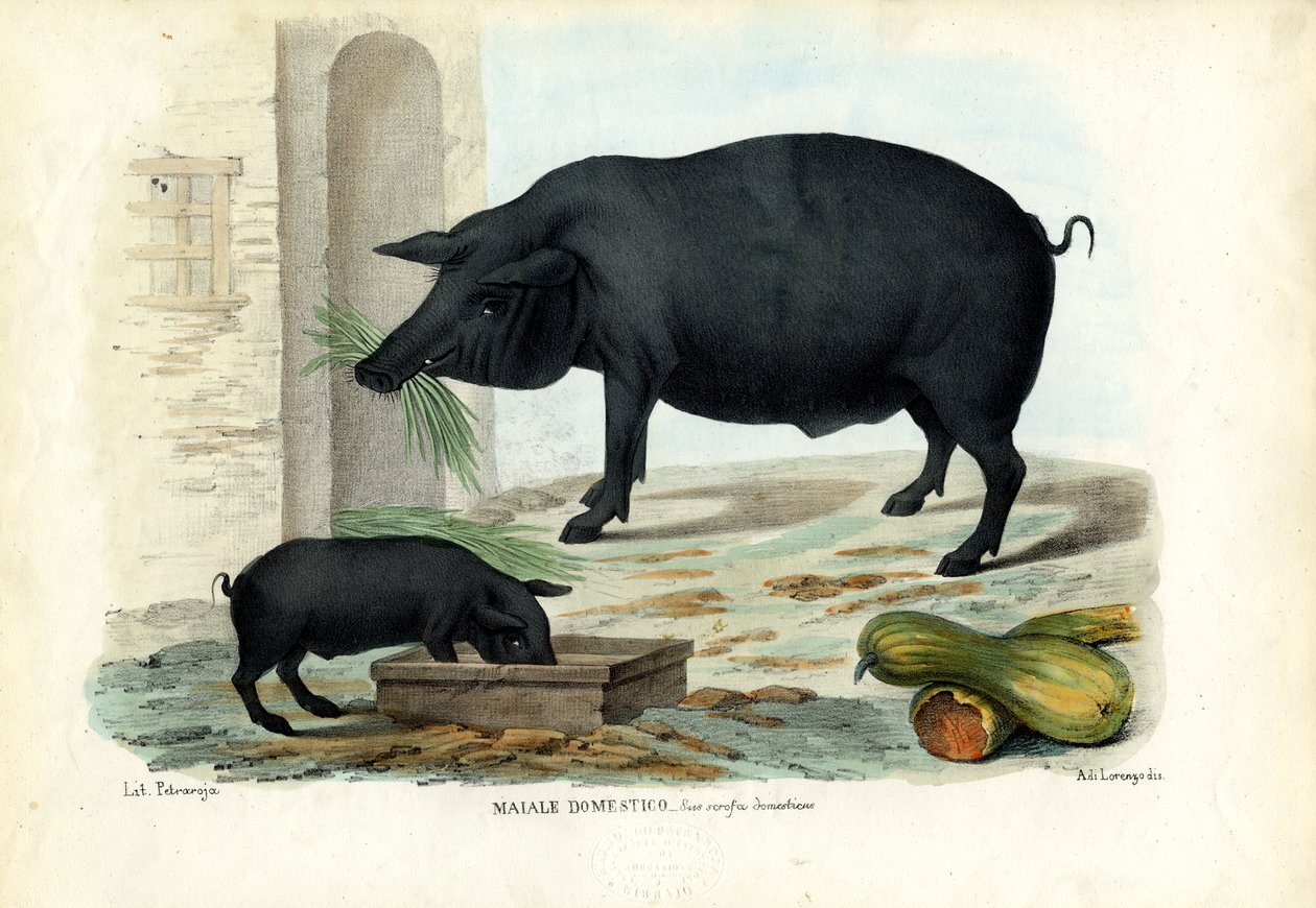 Cochon domestique, 1863-79 - Raimundo Petraroja