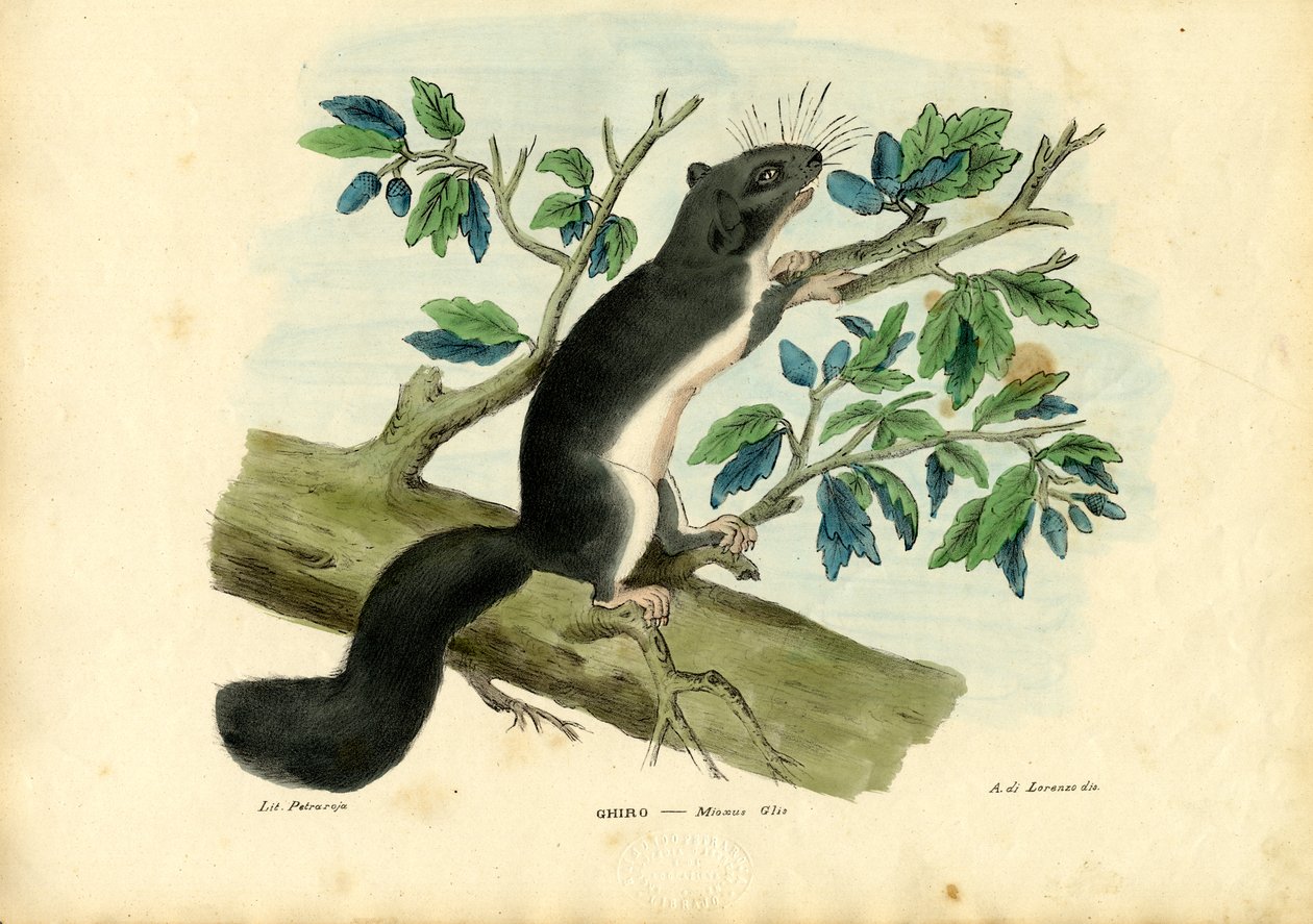 Loir comestible, 1863-79 - Raimundo Petraroja