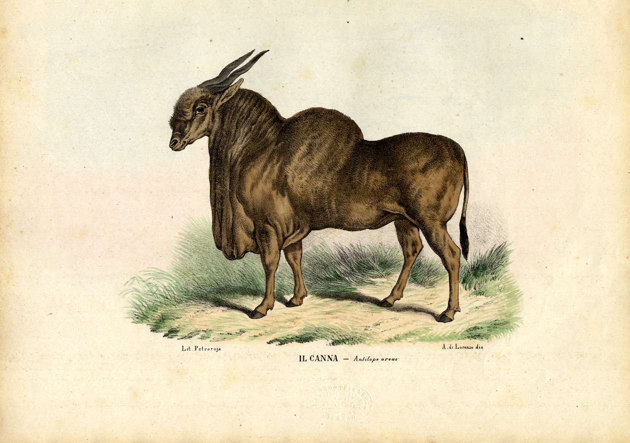 Eland, 1863-79 - Raimundo Petraroja