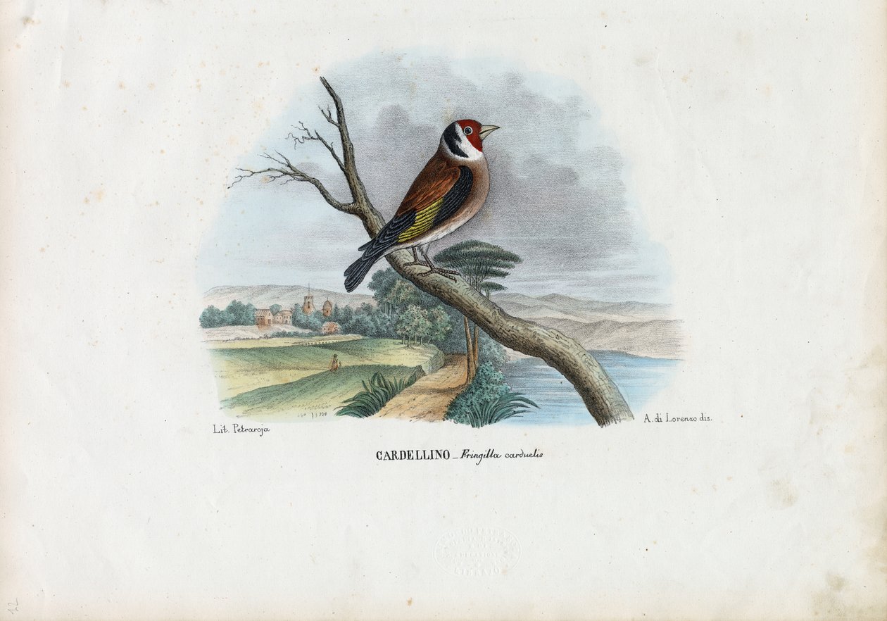 Chardonneret élégant, 1863-79 - Raimundo Petraroja