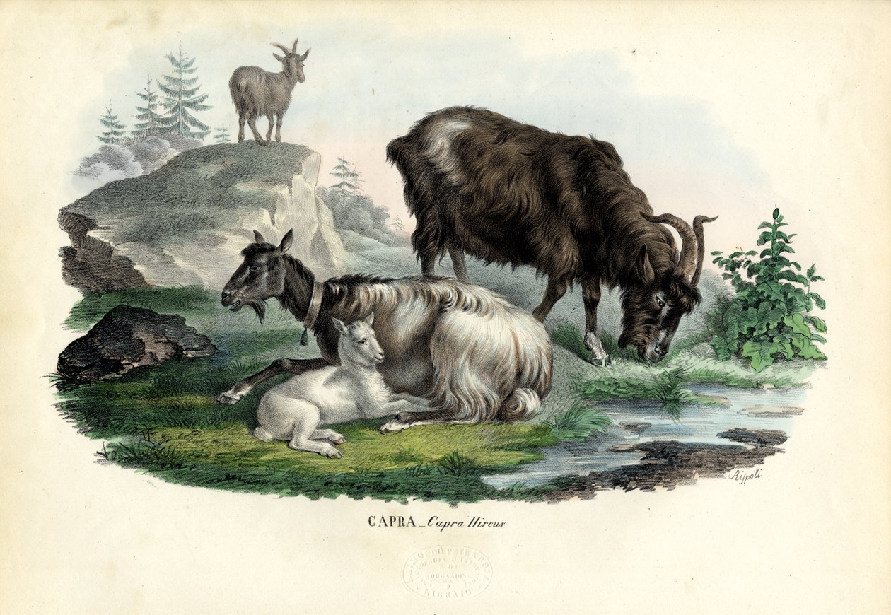 Chèvre sauvage, 1863-79 - Raimundo Petraroja