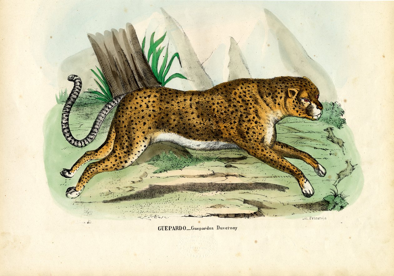 Guépard, 1863-79 - Raimundo Petraroja