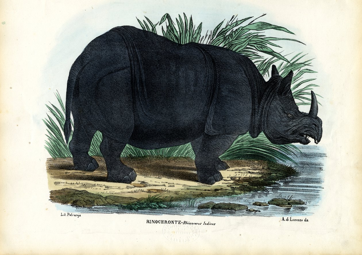 Grand Rhinocéros à une corne, 1863-79 - Raimundo Petraroja