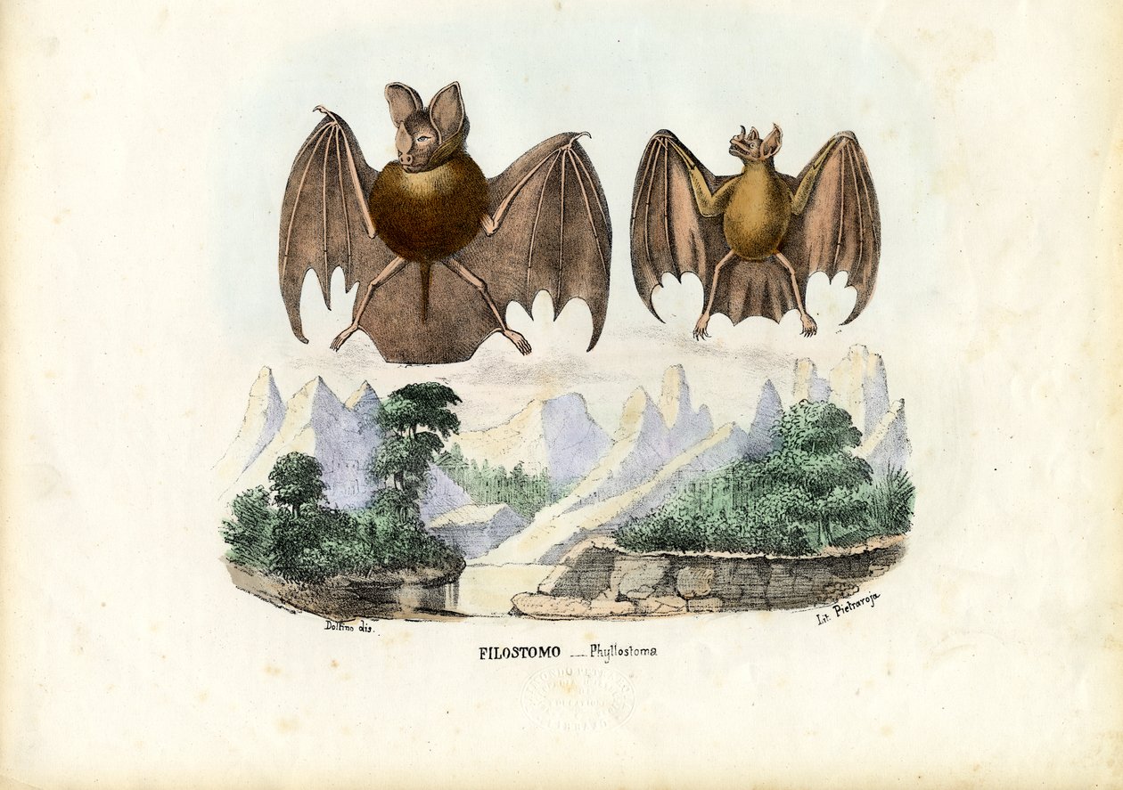 Chauves-souris à nez en feuille, 1863-79 - Raimundo Petraroja