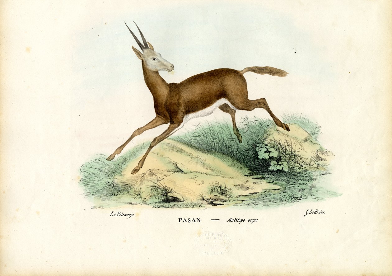 Oryx, 1863-79 - Raimundo Petraroja