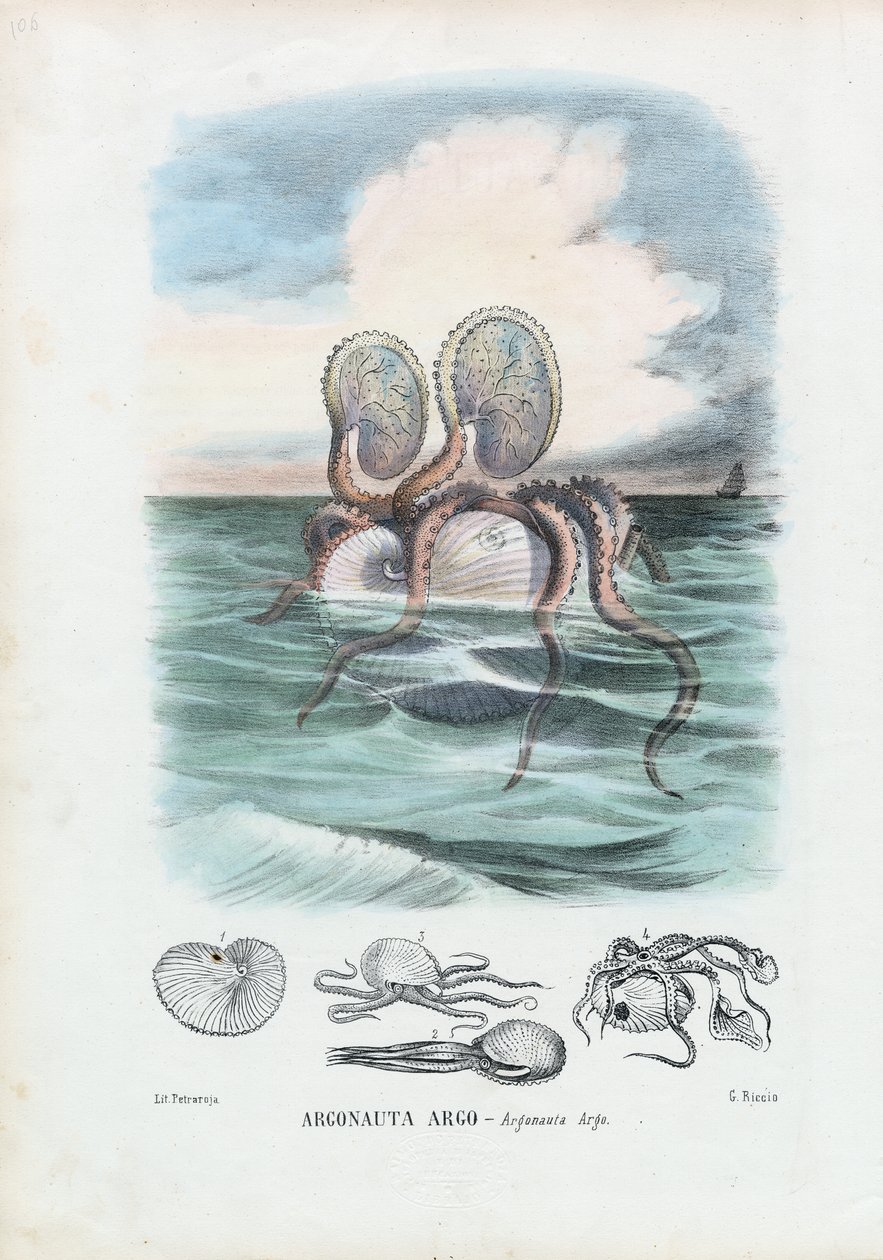 Nautile de papier, 1863-79 - Raimundo Petraroja
