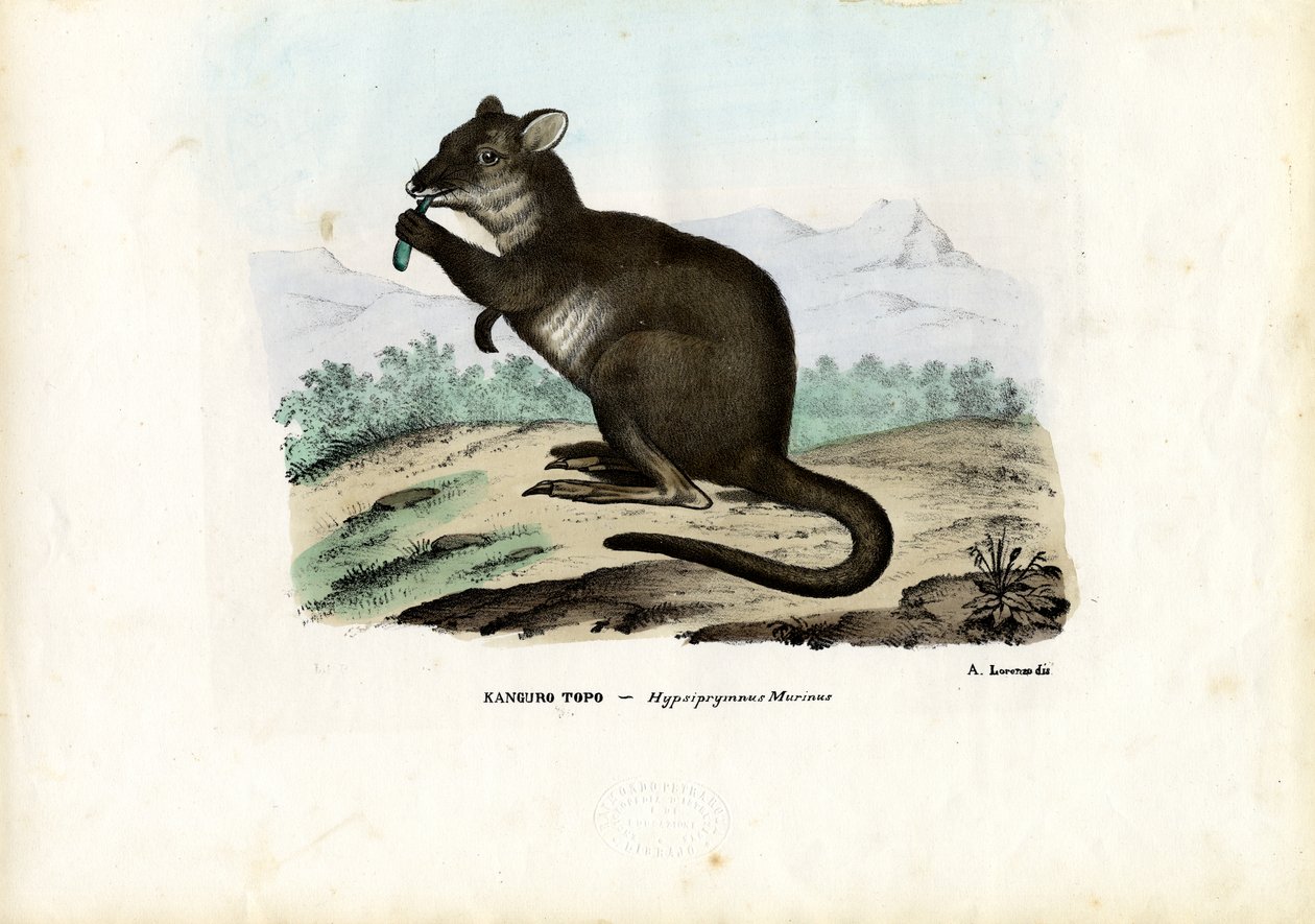 Potoroo, 1863-79 - Raimundo Petraroja