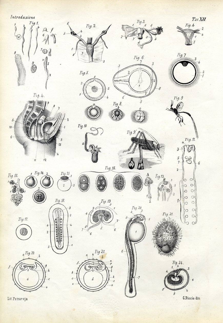 Organe reproducteur, 1863-79 - Raimundo Petraroja
