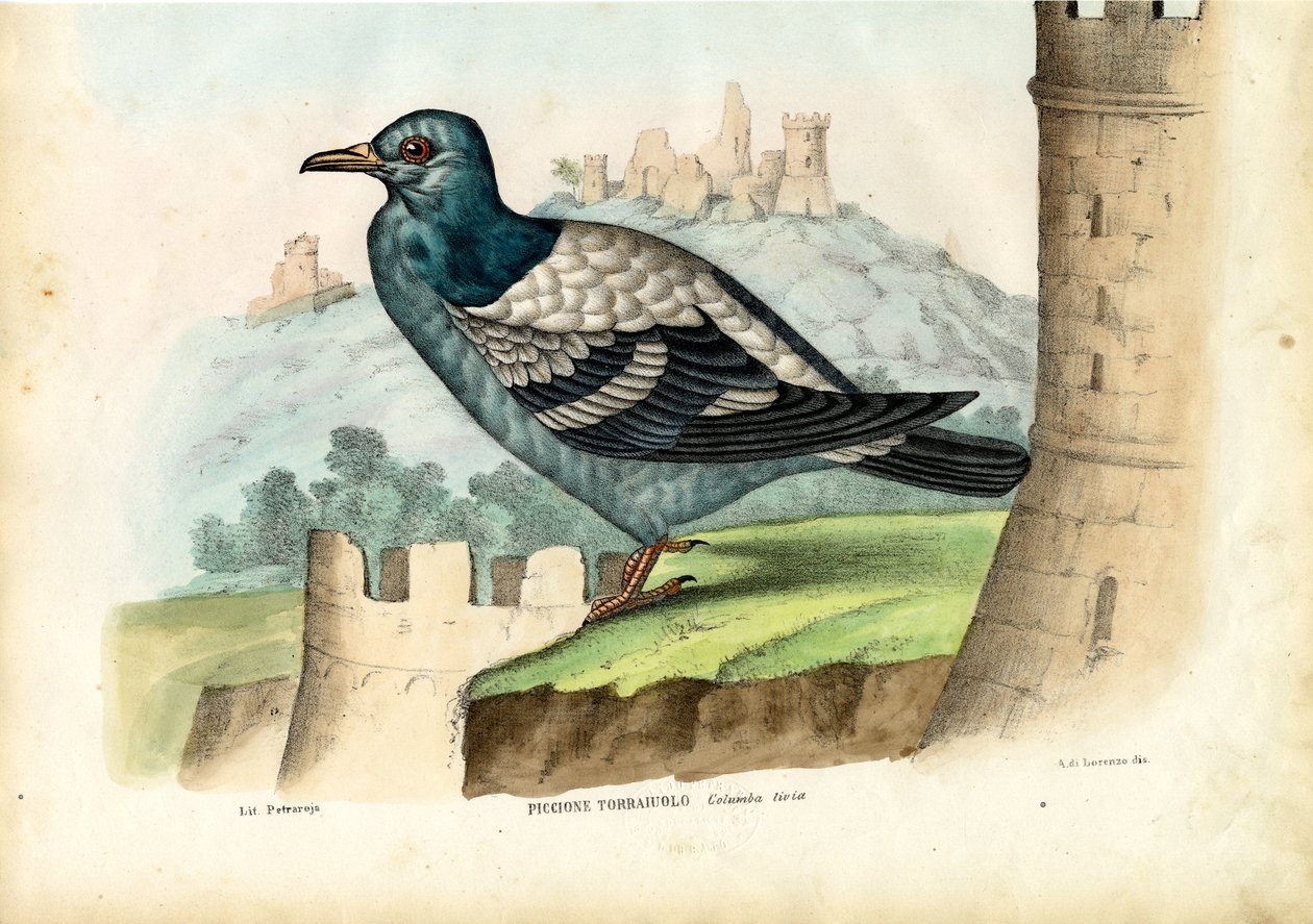 Pigeon biset, 1863-79 - Raimundo Petraroja