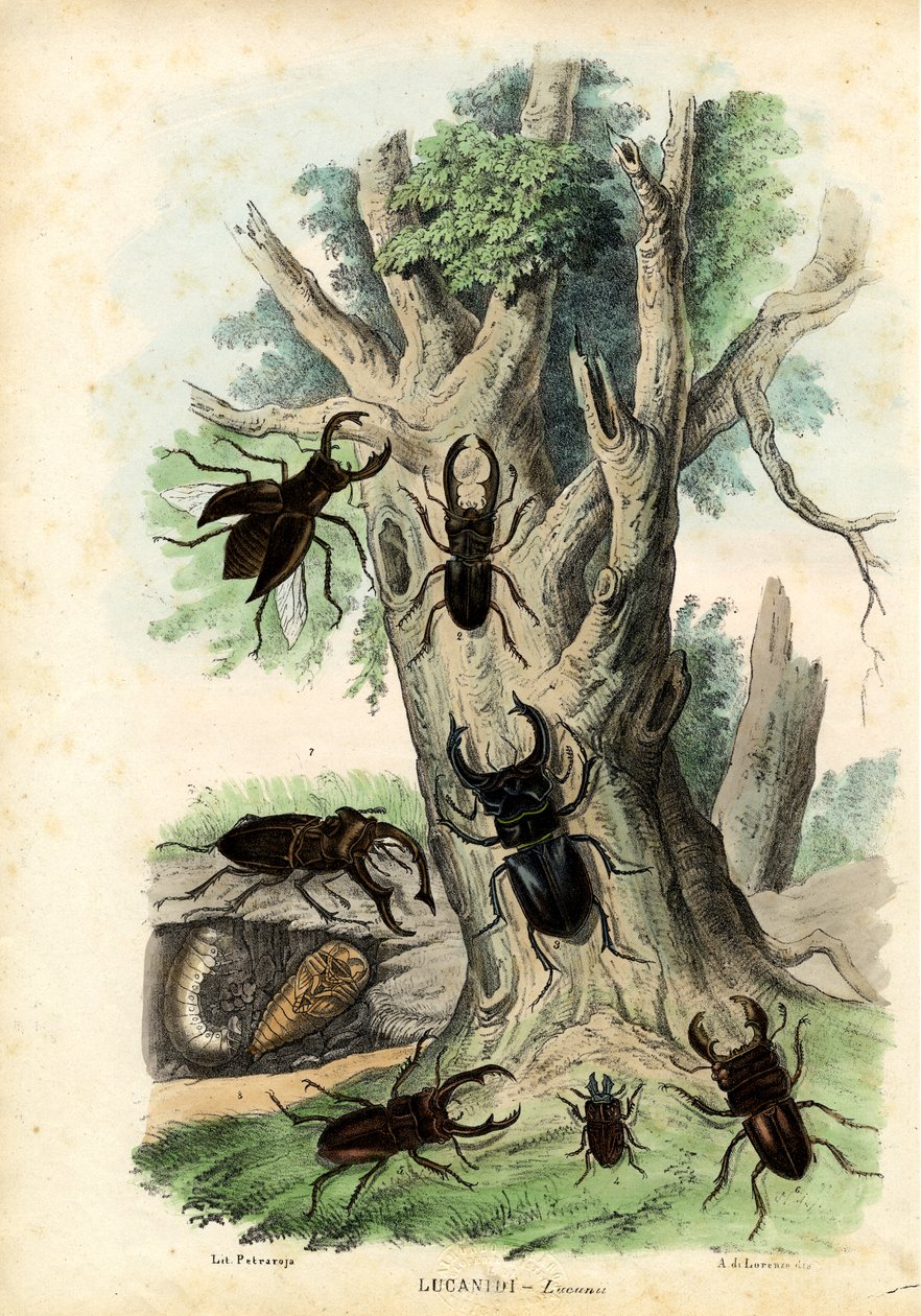 Scarabées, 1863-79 - Raimundo Petraroja